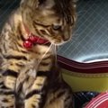 怒ってる？旅行帰りの飼い主さんをお出迎えする猫ちゃんたち