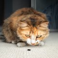 猫と暮らす家で『害虫駆除』を行うときの注意点4つ　危険なトラブルの可能…