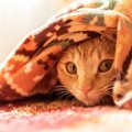 猫が『こたつ』に入るときの注意点5つ！どんな危険が潜んでる？