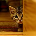 なんかイヤにゃ…猫を『警戒』させるダメな行動4選　猫に「不審者」認…