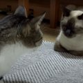 一触即発？！猫ちゃんの熱い視線…