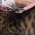 『飯が冷める』帰宅した飼い主さんの膝の上で、猫が…微笑ましすぎる光…