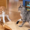 『多頭飼いが苦手な猫』が持っている特徴5選　ひとりの方が楽なの？向かな…