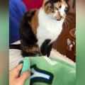 座っていた三毛猫→目の前にある『毛布』をそっとめくってみたら…まさ…