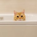 猫を『お風呂好き』にする方法とは？５つのアイデア