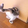 寒がりな愛猫のために『こたつハウス』をDIYした結果…「人間用にも欲…