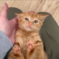 死んだふりをする子猫を保護して2週間…『新技』を披露する姿が可愛す…