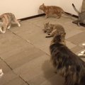 猫の『爪とぎ』を床一面に敷き詰めてみた結果…まさかの光景が凄すぎる…