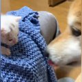 『捨てられていた赤ちゃん猫』を連れて帰った結果…家にいた柴犬が見せ…