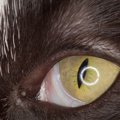 猫の目にある『瞬膜』って何？重要な3つの働きと起こり得るトラブル