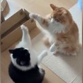 立ち上がって見つめ合う2匹の猫→前足を使って…ずっと見ていたくなる『平和…