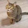 100種類の『猫の鳴き声』集めてみた結果…耳が幸せになると話題に　「…