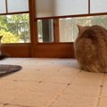 ゆらゆらしっぽは鳥の探知機？！猫のバードウォッチング