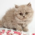 にゃんこれの応募方法と採用された猫ちゃんのご紹介！