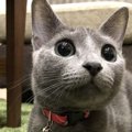 猫がいつも気にしている飼い主の行動５つ