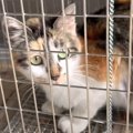 床下に住み着いた三毛猫を保護してみると…野良とは思えないほどの反応…