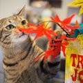 LAYLAの12猫占い【11/9～11/15】のあなたと猫ちゃんの運勢