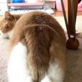 猫がしっぽの付け根を撫でられると喜ぶ理由3つ