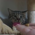 最終手段！野生化した猫ちゃんからオモチャを奪還するために…？