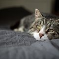 猫が死の間際で『飼い主さんに伝えたいラストメッセージ』5つ　つらく…