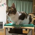 猫が段ボールに愛着を持つのはなぜ？４つの理由