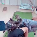 ペットカメラを覗いてみたら…子猫たちとパパの『まさかの光景』が面白…