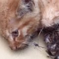 "犬派"だった主→子どもが瀕死の子猫をつれて帰ってきた結果…嘘…