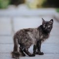 野良猫と飼い猫の『寿命』が大きく変わる5つの理由