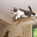 猫が持つ驚きの『身体能力』4選　優れた運動センスの秘密や豆知識もご…
