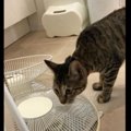 猫ちゃんが突然大ジャンプ！！果たして何にびっくりしたの？