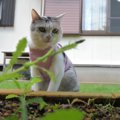 猫ちゃんもお待ちかね！お庭のシロバナタンポポが咲いた？！