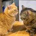 お仕事中もママのそばにいたい猫→弟猫も混ざろうとした結果…まさかの…