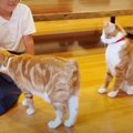 姿カタチは違えどみんな兄妹！仲良し過ぎる猫ちゃんと子ども達♡