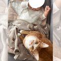 『赤ちゃんのねんね写真集』を作ったら…『猫のベビーシッター』が尊すぎる…