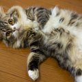 【獣医師監修】ミヌエットの平均寿命は何年？寿命が短いといわれる理由と…