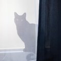 『体調不良の猫が姿を消す』3つのワケ