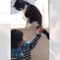 子どもが猫と一緒に遊びたくて『尻尾に手を伸ばした』結果…まさかの対応が…