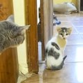 元野良の親子ネコが『家の中で暮らし始めた』結果→先住ネコたちが…心…