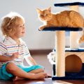 猫の『人間の子供』と共通する行動3つ！知能レベルは人の何歳くらいな…