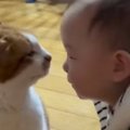 実家にいる『20歳の長寿猫』→生後10か月の赤ちゃんが遊びに来ると…可…