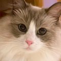 ママが撮影したときは可愛らしい表情の猫→『パパが撮る』と……驚愕の『…