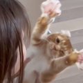 猫が大好きなママの帰宅に見せた反応…『抱っこしてのポーズ』がたまら…