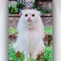 LAYLAの１２猫占い【8/10～8/16】のあなたと猫ちゃんの運勢