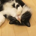 目の前でくねくねスリスリとしてくる猫→顎を撫でまわしてみたら…可愛すぎ…
