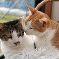 『優しい性格の猫』がもつ特徴5選　愛猫をおっとり穏やかな子に育てるため…