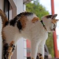 猫の『伸びポーズ』をするタイミング4つ！どんな効果があるの？