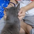 娘のことが大好きな猫→娘が部屋から出ていくと…『分かりやすすぎる反応』…