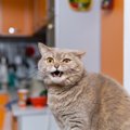 実は猫が嫌がっている『飼い主の生活習慣』６選！何事もやりすぎはNG！