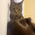 元気がない女の子→『仲良しの猫』が寄り添って…とんでもなく尊い『ふ…