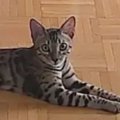ペットカメラを設置→出先で『猫の様子』を見てみたら…あまりにも想定外な…